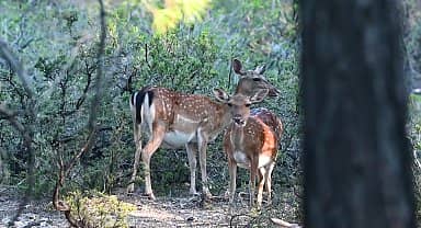 Türkiye'de alageyik yavru sayısı her geçen yıl artıyor