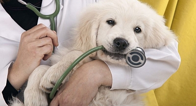 Veterinerler şiddete karşı iş bırakıyor