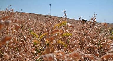 Yozgat'ta nohut üretiminde bu yıl verim düştü