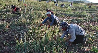 Yozgat'ta soğan hasadı başladı... Tarlada 5, markette 15 lira...