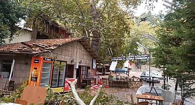 Aydın Karacasu'da şiddetli yağış anıt ağacın dalını kopardı, etraftaki vatandaşlar tehlike atlattı