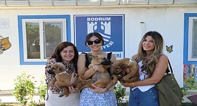 Bodrum Belediyesi sokak hayvanlarını sahiplendirmeye devam ediyor