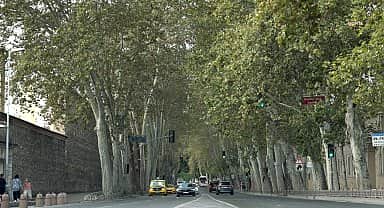 Dolmabahçe ve Çırağan Caddelerindeki çınar ağaçları yenilendi