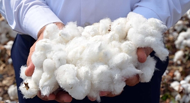 Dünya piyasalarında kilosu 55 liraya satılan pamuk, Türkiye’de 17 lira
