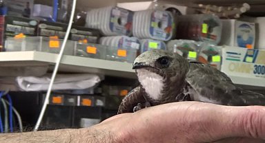 Edirne'de Ebabil kuşuna rastlandı