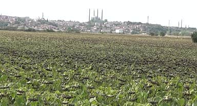 Edirneli ayçiçek üreticisi: "Her şey yüzde 100 pahalanıyor bizim ürünlerimiz hiç pahalanmıyor"