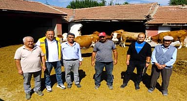 Eskişehir Büyükşehir'den damızlık boğa desteği