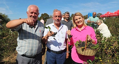 İzmit'te süper meyve aronya hasadı mutluluğu