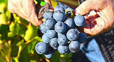 Kavacık, Üzüm Festivali'ne hazır