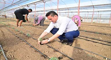 Kumluca Belediye Başkanı Köleoğlu dikim yapan çiftçilere yardım etti