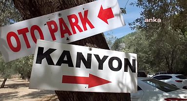 Şahinderesi Kanyonu'ndaki 750 yıllık çınar ağacı ilgi odağı oldu