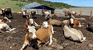 TÜİK: Yılın ilk 6 ayında büyükbaş hayvan sayısı yüzde 2, küçükbaş hayvan sayısı yüzde 5,3 azaldı