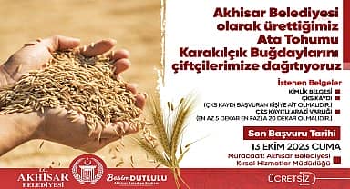 Akhisar Belediyesi'nden çiftçiye ücretsiz ata tohumu Karakılçık buğdayı desteği