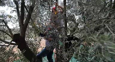 Ayvalık 18. Uluslararası Zeytin Hasat Festivali başlıyor