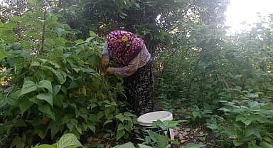 Bilecikli kadınlar ev yapımı konserve hazırlıklarına devam ediyor