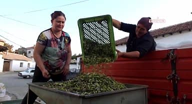 Burhaniye'de yeşil zeytin alımı başladı