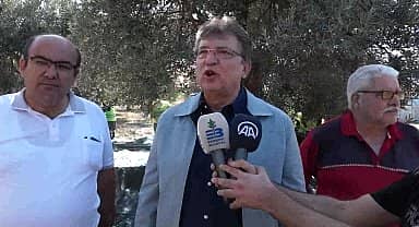 Edremit Belediyesi'nden zeytin hasadı
