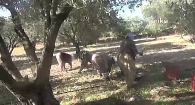 İzmir Bergama'da zeytin hasadı başladı… Zeytin işçisi: "Bu yıl vatandaş hayatta zeytinyağı yiyemez"
