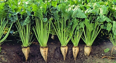 Tarım ve Orman Bakanlığı şeker pancarı fiyatını henüz açıklamadı. Çiftçinin beklentisi 2 bin 500 lira