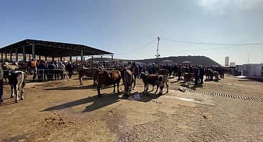 Yozgat'ta canlı hayvan pazarları açıldı, besici girdi maliyetlerinden yakındı