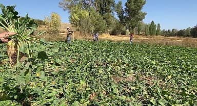 Yozgat'ta pancar çiftçisi: "Bizi üretimden vazgeçirmeye gayret ediyorlar. 65 yaşında tarlaya gidiyoruz, birden sonraki hangi kuşak tarlaya gidecek?"