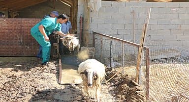 Antalya Büyükşehir'den küçükbaş hayvanlara parazit ilaçlama