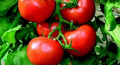 Ayaş domatesi Avrupa Birliği tescili aldı