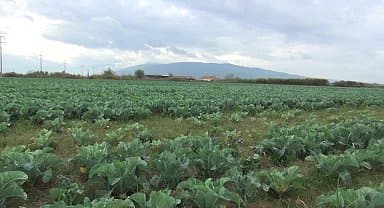 AYDINLI KARNABAHAR ÜRETİCİSİ: 