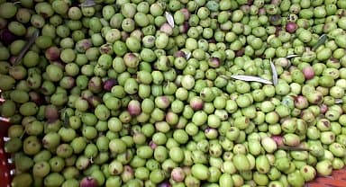 Burhaniye'de kırma zeytin hazırlanmasına başlandı
