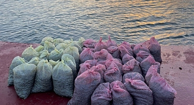 İstanbul'da 1 ton kaçak midye ele geçirildi
