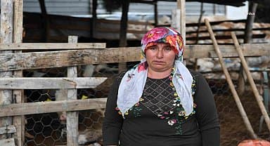 Konyaaltı Belediyesi'nin hayvan yetiştiricilerine desteği sürüyor 