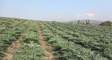 Manisa'da buğdaydan para kazanamayan çiftçi, alternatif ürün olarak enginar ekti
