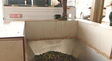 Muratpaşa Belediye Başkanı Uysal: "Zeytin rekoltemizi arttırmamız lazım"