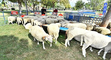 Ödemişli üreticiye küçükbaş hayvan ve yem bitkisi tohumu dağıtıldı