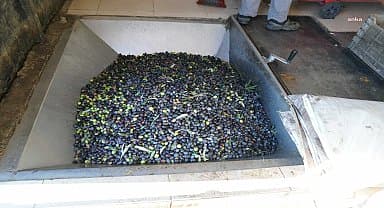 Seferihisar'dan zeytin üreticisine destek