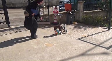 Sinop'ta yurt bahçesinde kalan felçli köpek 'Şanslı' maskot haline geldi
