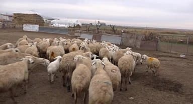 Aksaray Damızlık Koyun Keçi Yetiştiriciler Birliği Başkanı Mahmut Aktürk: "Bu sene Aksaray'da 600-700 üretici işletme kapandı. Hayvancılıkta planlama yapılmalı"