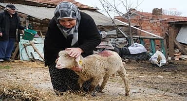 Eskişehir'de küçükbaş hayvanlar hak sahiplerine teslim edildi