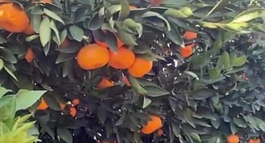 Hataylı mandalina üreticisi: "Para etmiyor 10 kuruşa satamıyorum"