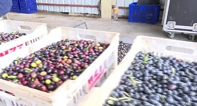 İzmir Büyükşehir Belediyesi küçük üretici için bir fabrika daha kurdu