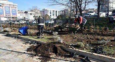 Kdz. Ereğli, lavanta kokacak