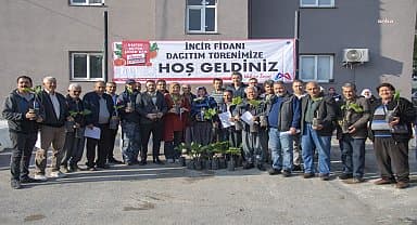 Mersin Büyükşehir'den üreticilere 'incir fidanı' desteği