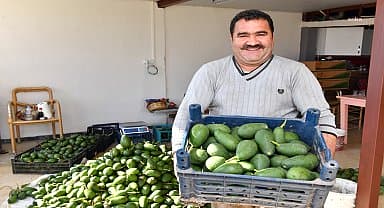 Mersin Büyükşehir'in tarımsal destekleri ile avokado üreticileri hasat yaptı