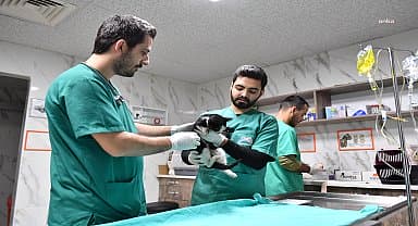 Mersin Büyükşehir Kaşlı Bakımevi binlerce patili dostun yaşamına dokundu