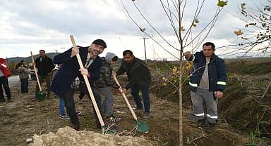 Söke'nin Özbaşı yolunda kuruyan ağaçların yerine çınar fidanları dikildi