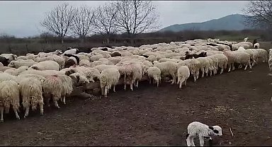 Amasya Çambükü'nde hayvancılık yapan Hasan Dönmez: "Sayın Cumhurbaşkanı, 'valilerin telefonu 24 saat açık' diyorsun ama bize kapalı"