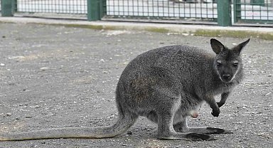 Ankara Büyükşehir'in Evcil Hayvanlar Parklarının yeni üyeleri: Albino kanguru ve lama