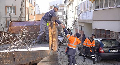 Bandırma Belediyesi'nden budama çalışması