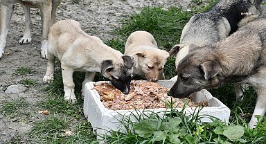 Beylikdüzü Belediyesi, 2023'te de patili dostları yalnız bırakmadı