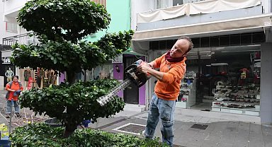 Marmaris'te bitkilere kış bakımı